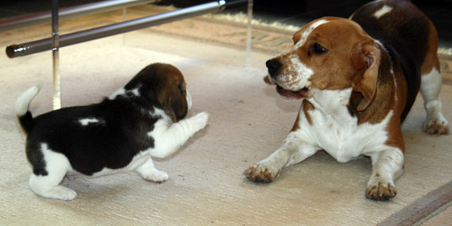 Beaglehündin spielt mit einem Welpen